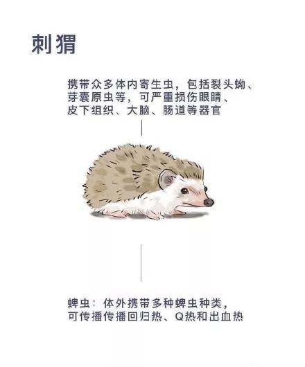 刺猬