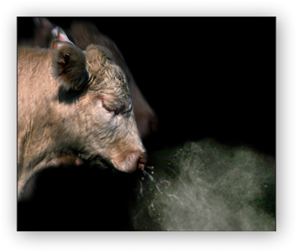 image-20200209015339516